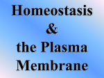 Plasma Membrane Notes