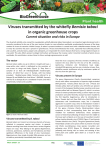 factsheet 15 Viruses transmitted by whitefly Bemisia tabaci.indd