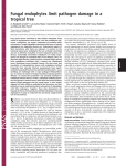 Fungal endophytes limit pathogen damage in a tropical tree