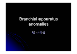 Branchial apparatus anomalies