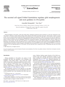 The secreted cell signal Folded Gastrulation regulates glial