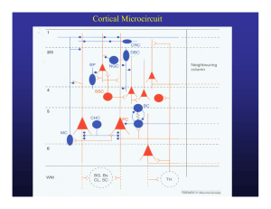 Cortical Microcircuit