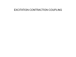 excitation contraction coupling