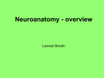 Neuroanatomy