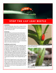 STOP THE LILY LEAF BEETLE