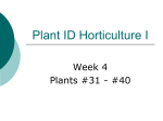 Week 4 Plants - Chabot`s Horticulture I Plant ID