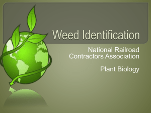 Weed Identification - National Railroad Contractors Association