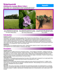 Common Waterhyacinth - Geosystems Research Institute