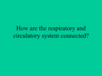 How are the respiratory and circulatory system connected?