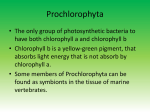 Prochlorophyta - WordPress.com