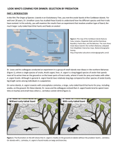 Lizard activity directions only