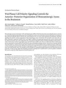 Wnt/Planar Cell Polarity Signaling Controls the Anterior–Posterior