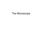The Microscope - WordPress.com