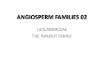 ANGIOSPERM FAMILIES 02
