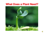 What Does a Plant Need? PowerPoint