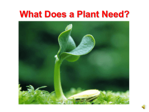 What Does a Plant Need? PowerPoint