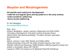 Bauplan and Morphogenesis