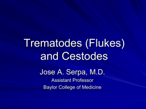 Trematodes (Flukes)