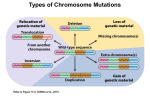 Mammalian X Chromosome Inactivation