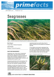 Seagrasses - NSW Department of Primary Industries