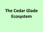 The Cedar Glade Ecosystem