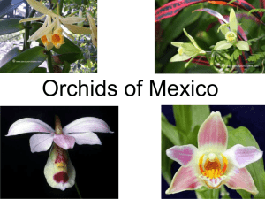 Orchids Found ONLY in Mexico