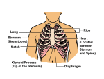 Lung Sternum (Breastbone) Notch Xiphoid Process (Tip of the