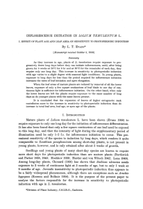 Mature plants of Lolium temulentum L. have been shown (Evans