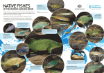 Native fish poster [pdf 1.25 MB] - Murray