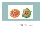 THE CELL Cells: Part 1