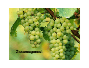 Gluconeogenesis