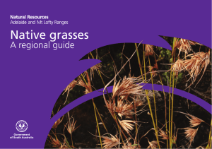 Native grasses - Natural Resources South Australia