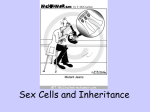 Sex Cells and Inheritance