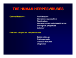 THE HUMAN HERPESVIRUSES