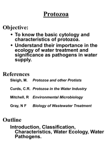 Protozoa