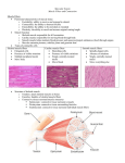 Muscular System Muscle Fibers and Contraction Muscle Fibers