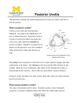 Posterior Uveitis - Michigan Medicine