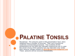 Palatine Tonsils