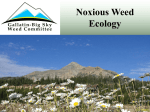 What are noxious weeds? - Gallatin River Task Force