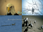 Birds - Mugans Biology Page
