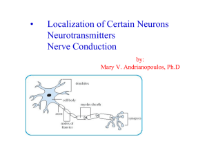 Nerve Cell Impulses