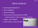 Vibrio cholerae - University of Louisville