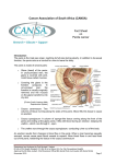 Cancer Association of South Africa (CANSA) Fact Sheet on Penile