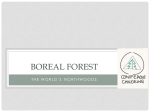 Boreal forest - Mercer Island School District
