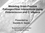 Modeling Gram-positive pathogen/host interactions