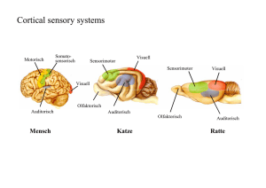 Cortical sensory systems