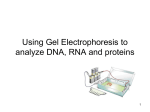 Using Gel Electrophoresis to analyze DNA, RNA and