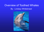Overview of Toothed Whales