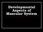 Developmental Aspects of Muscular System