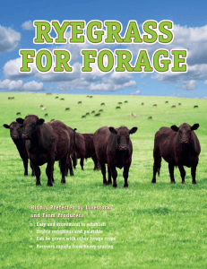 Ryegrass For Forage - Ryegrass Cover Crop